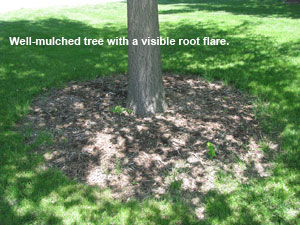 Image of a well-mulched tree
