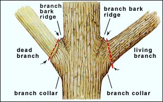 Image of good pruning techniques