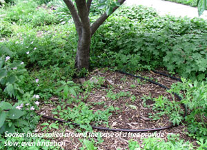 Photo showing soaker hose coiled around the base of a tree to provide slow, even irrigation