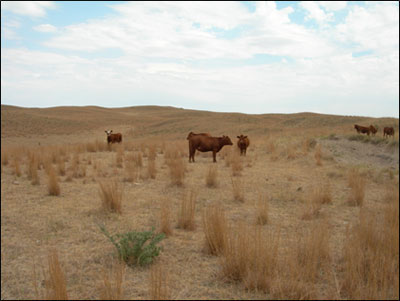 Cows grazing in sparse pasture