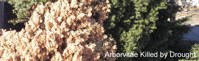 Photo of arborvitae killed by drought