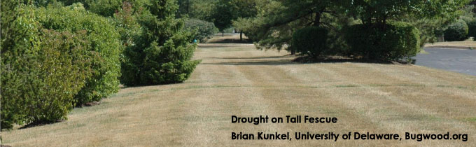 Photo of drought damage on tall fescue