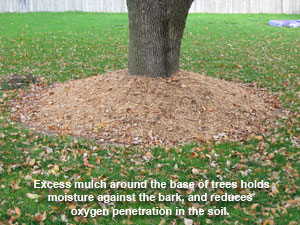 Image of excess mulch around tree base