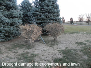 Image of drought damage to euonymous and lawn