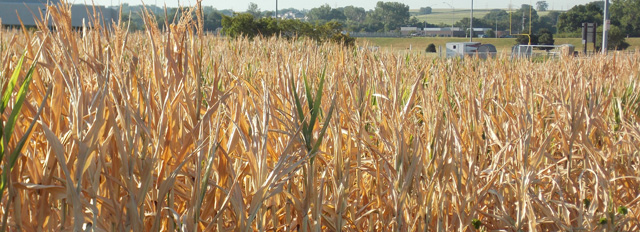 dry corn row