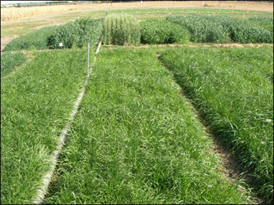 Test plots of annual rye grass and spring grains