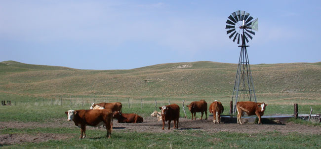 Livestock in drought-damaged pasture