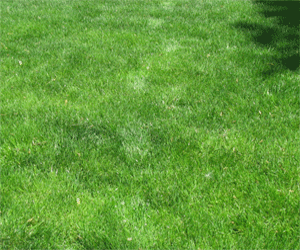 Image of footprints in lawn