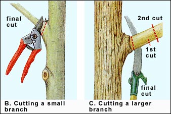 Image of good pruning techniques