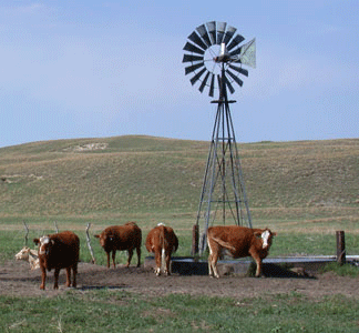 Cattle grazing drought-damaged pasture